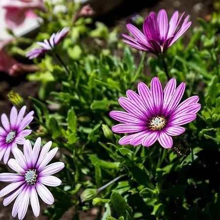 Meet & Greet * Ragusa