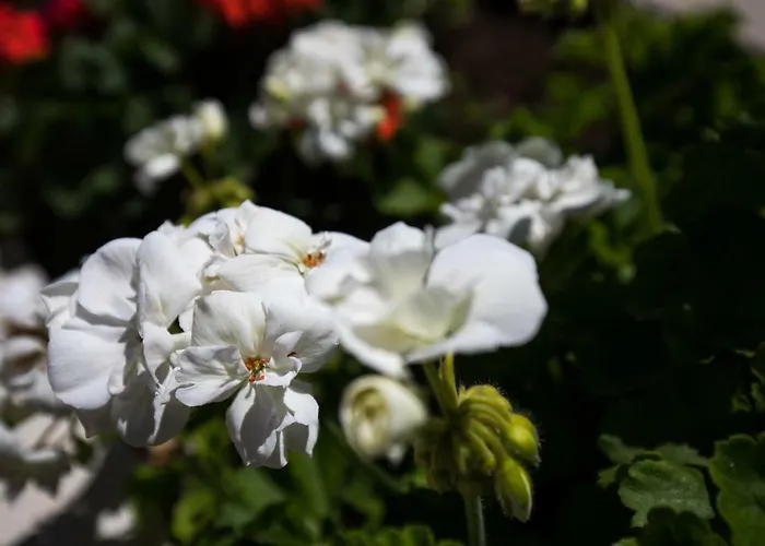 Meet & Greet Appartamento