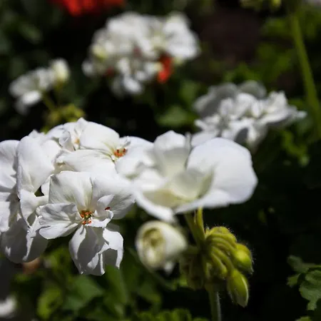 Meet & Greet דירה דוברובניק