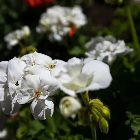 Meet & Greet דירה